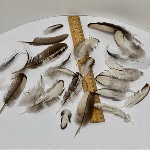 All Natural Black Laced Silver Orp Feathers.